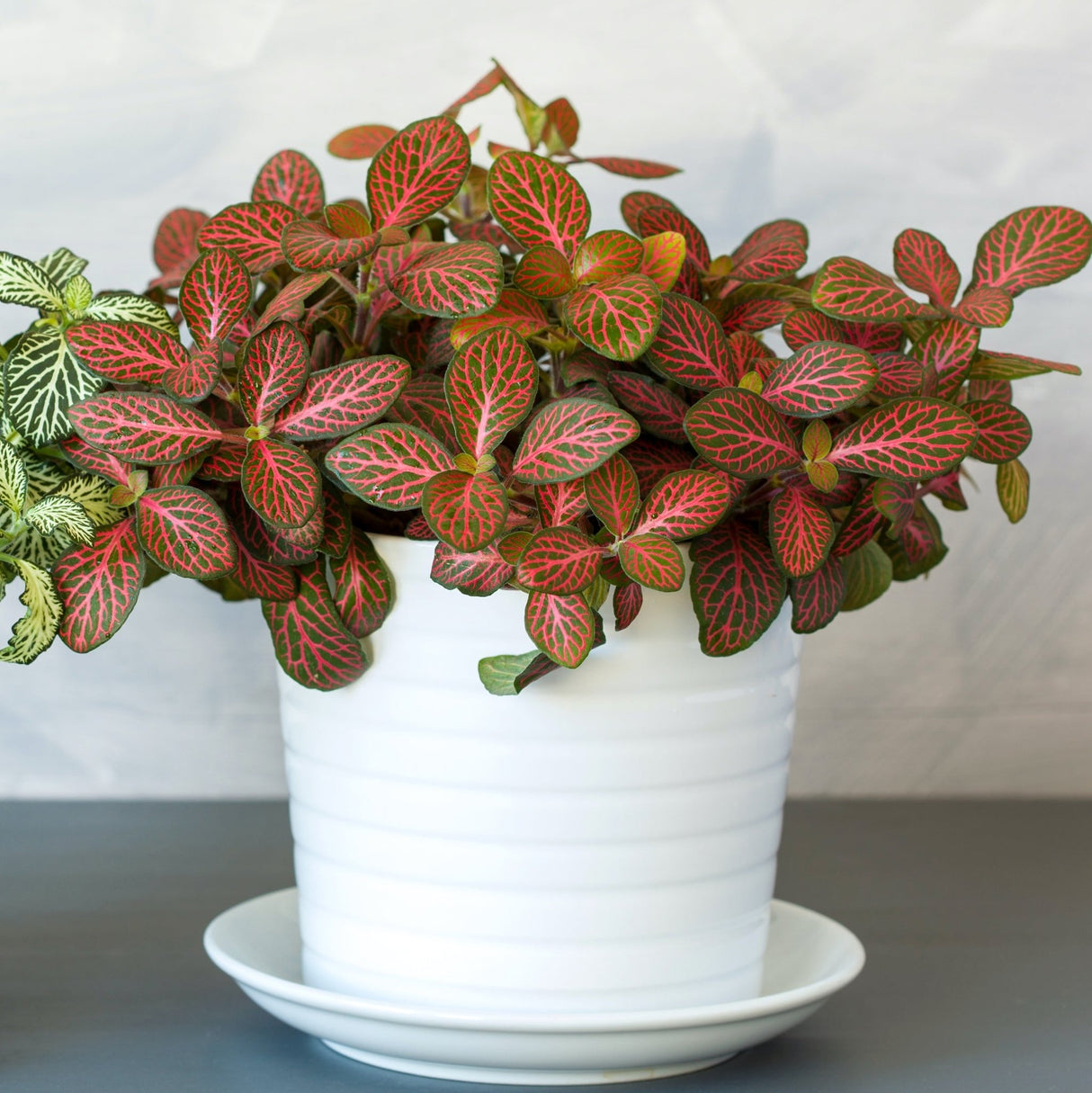 red vein indoor plant Red Nerve Plant (Fittonia albivenis 'Red') – Bold and Beautiful
