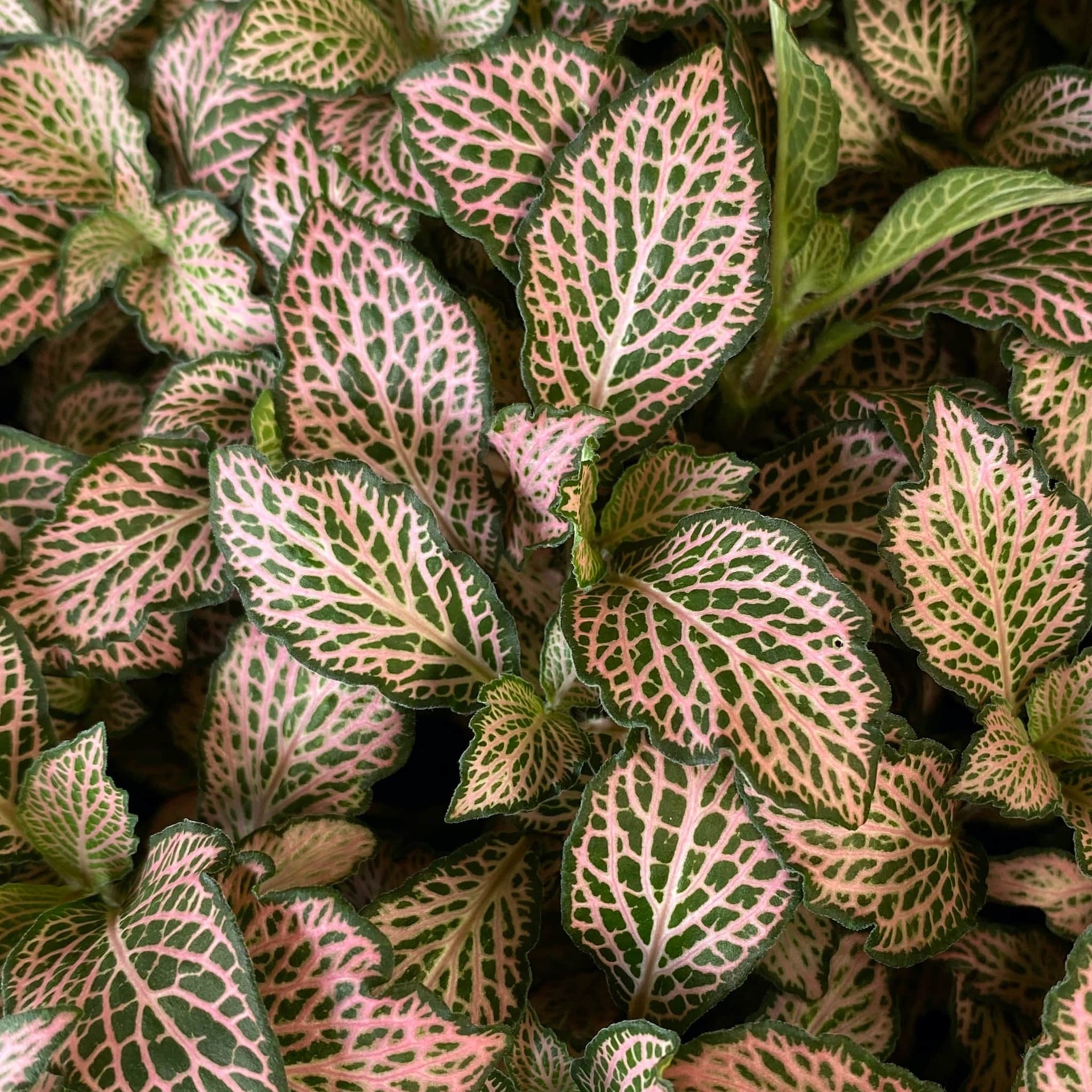 house plant green leaves with pink veins Pink Nerve Plant (Fittonia albivenis 'Pink') – Vibrant and Easy-Care