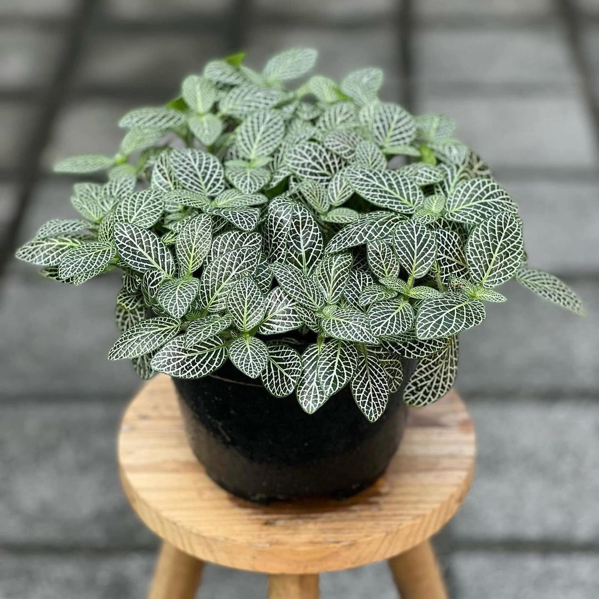 is fittonia an indoor plant Nerve Plant (Fittonia albivenis) – Vibrant and Pet-Friendly Houseplant