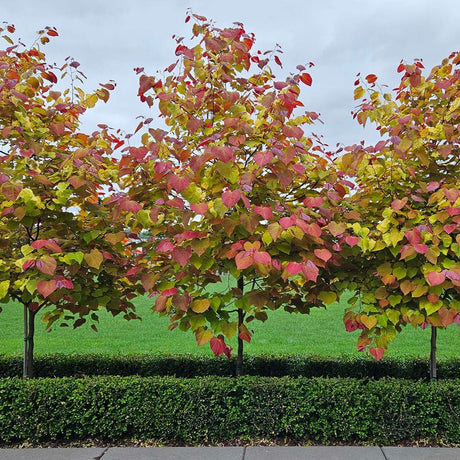 Flame Thrower® Redbud Tree - NationwidePlants.com  