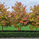 Three Flame Thrower® Redbud trees with green, yellow, and red foliage planted in a row.