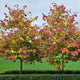 Two Flame Thrower® Redbud trees with colorful foliage in green, yellow, and red tones.