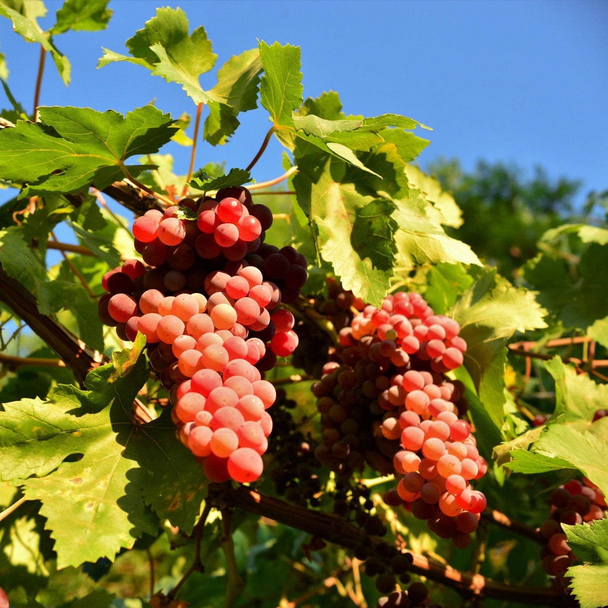 Flame Red Seedless Grape - NationwidePlants.com  