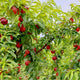 Flavortop nectarine tree with abundant red fruit and lush green leaves.