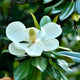 A single white magnolia flower in full bloom with green leaves surrounding it.
