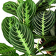 Close-Up of Maranta 'Lemon Lime' Leaves – Detailed view of Maranta 'Lemon Lime' leaves with striking lime-green veins against a dark green background.