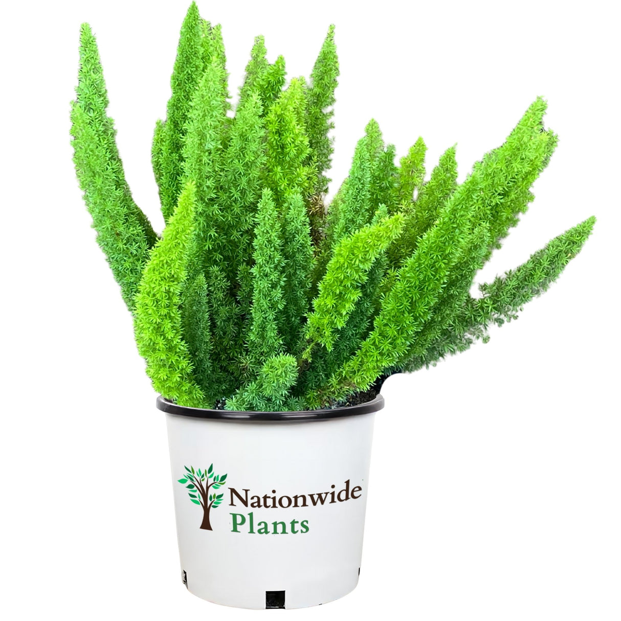 foxtail fern plant in a nationwide plants planter isolated on white background