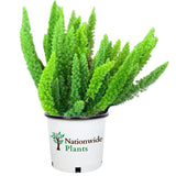 foxtail fern plant in a nationwide plants planter isolated on white background