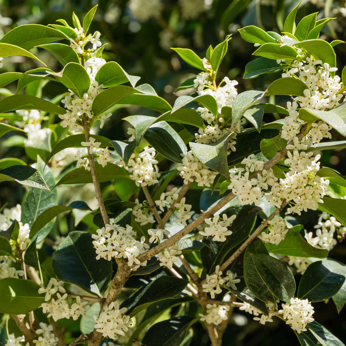 Close-up of Charleston SC Fragrant Tea Olive flowers densely clustered among dark green foliage.