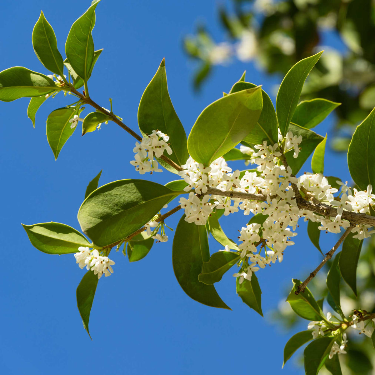 A branch of Fragrant Tea Olive with small white blossoms against a bright blue sky.