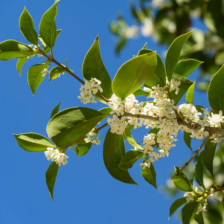 Fragrant Tea Olive Tree - NationwidePlants.com  