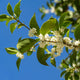 A branch of Fragrant Tea Olive with small white blossoms against a bright blue sky.