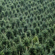 Live Cut Fraser Fir Tree (5-6 Ft.) - NationwidePlants.com  