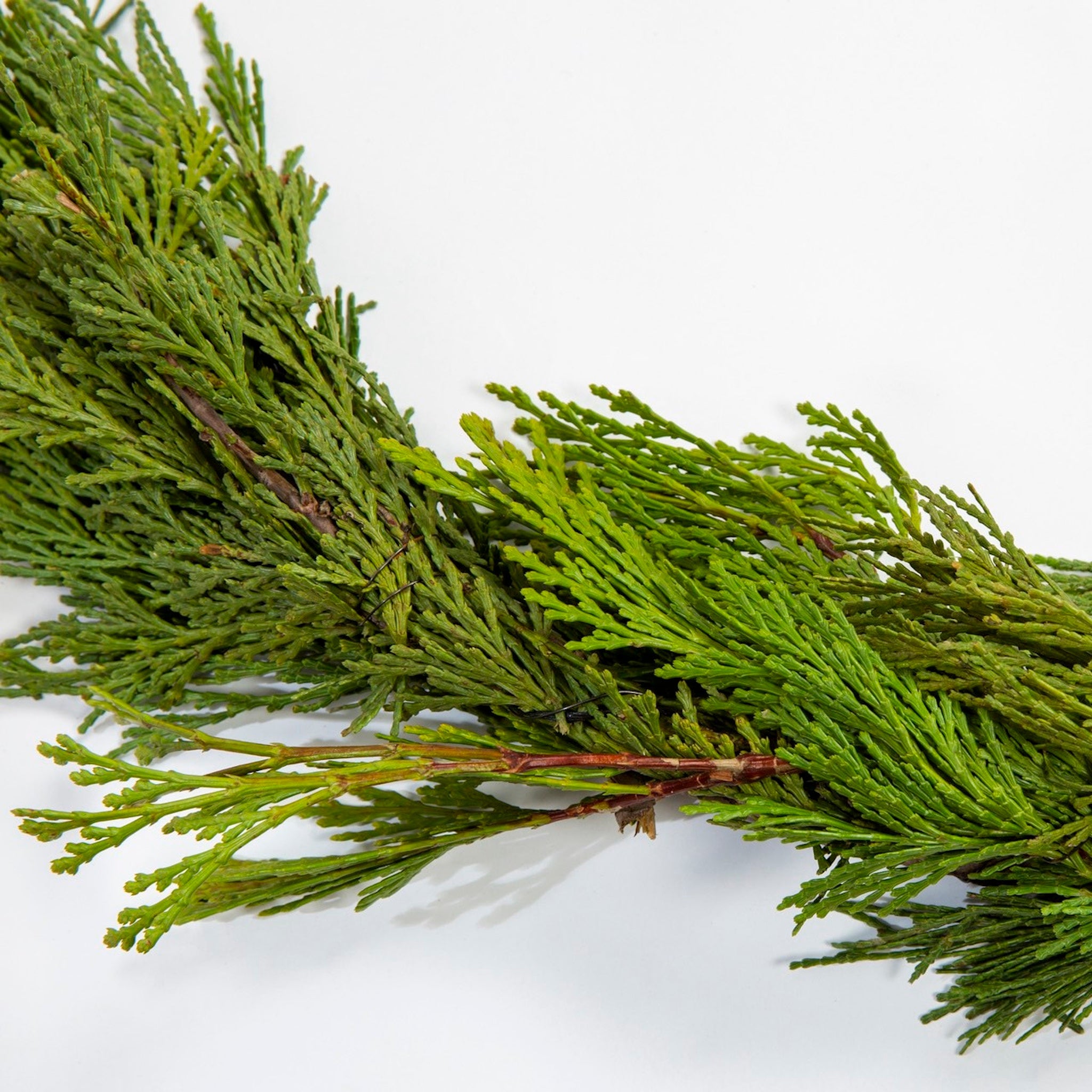 Nationwide Plants Cedar Garland - Thumbnail 2