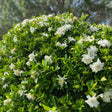 Frost Proof Gardenia - NationwidePlants.com  