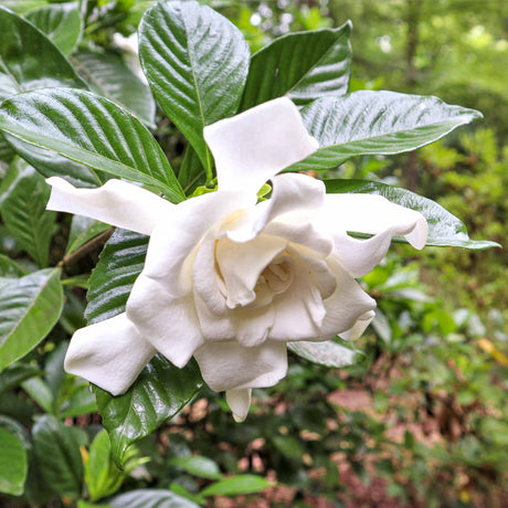 Frost Proof Gardenia - NationwidePlants.com  