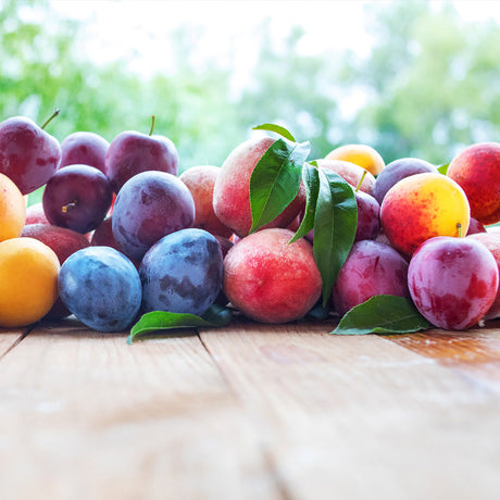 Fruit Cocktail Tree - NationwidePlants.com  