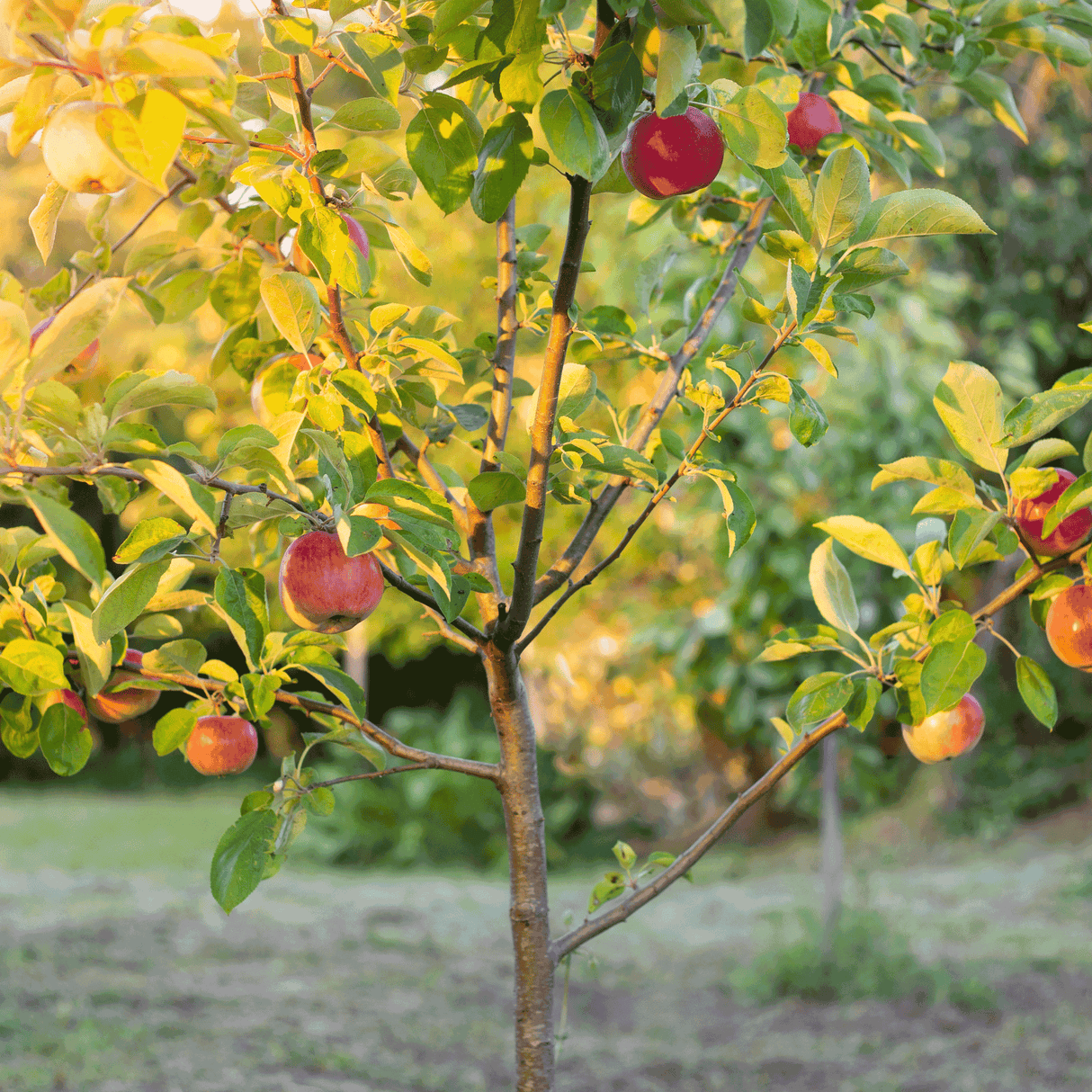 Fuji Apple Tree - NationwidePlants.com  