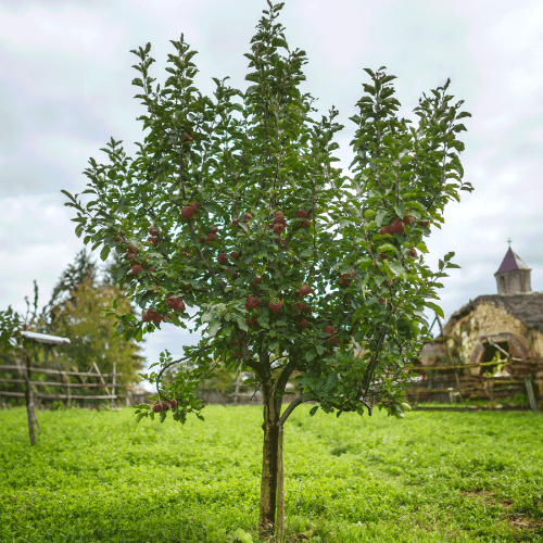 Fuji Apple Tree - NationwidePlants.com  
