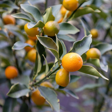 Fukushu Kumquat Tree - NationwidePlants.com  