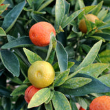 Fukushu Kumquat Tree - NationwidePlants.com  