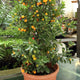 Large Fukushu Kumquat tree in a terracotta pot, full of small orange fruits.