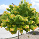 Full view of The Rising Sun® Redbud tree with vibrant yellow, green, and orange leaves in a mulch bed along a road.