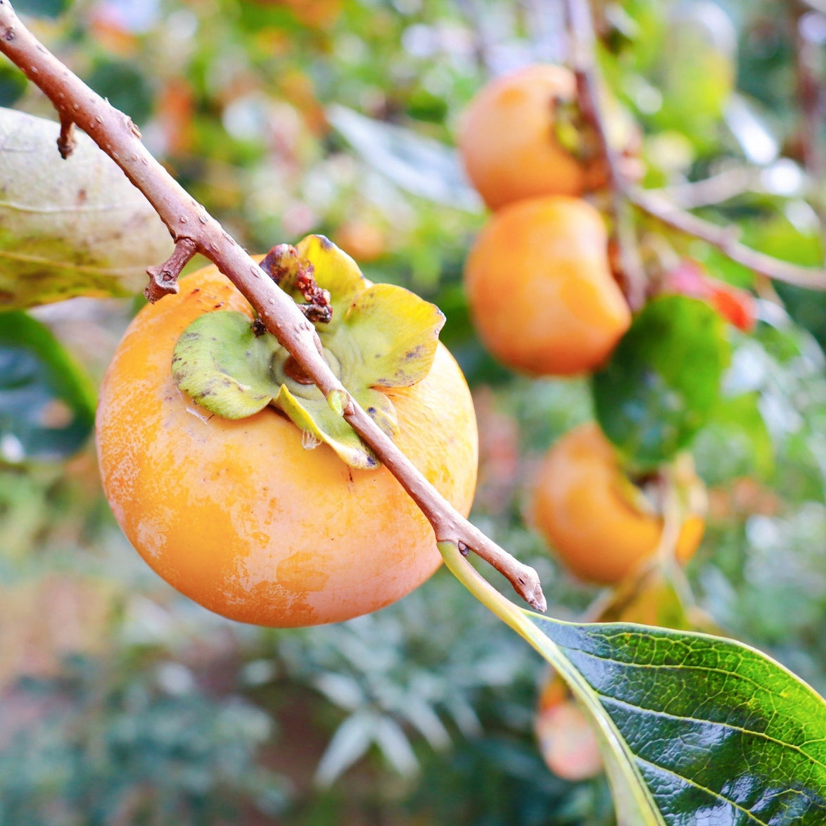 Fuyu Persimmon Tree – Sweet, Non-Astringent Fruit, Easy to Grow