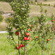 Gala Apple Tree - NationwidePlants.com  