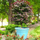 Garden Gems® Amethyst Redbud - NationwidePlants.com  