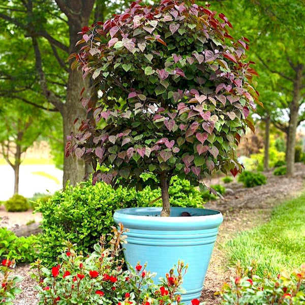 Garden Gems Amethyst Redbud - Stunning Ornamental Tree