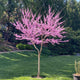 Beautiful blooming garden gems emerald redbud tree in a well manicured backyard.
