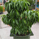 Potted Garden Gold peach tree with dense green foliage on a concrete surface.