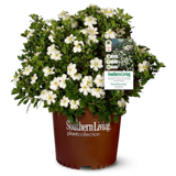 ScentAmazing® Gardenia - NationwidePlants.com  