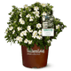 ScentAmazing® Gardenia - NationwidePlants.com  