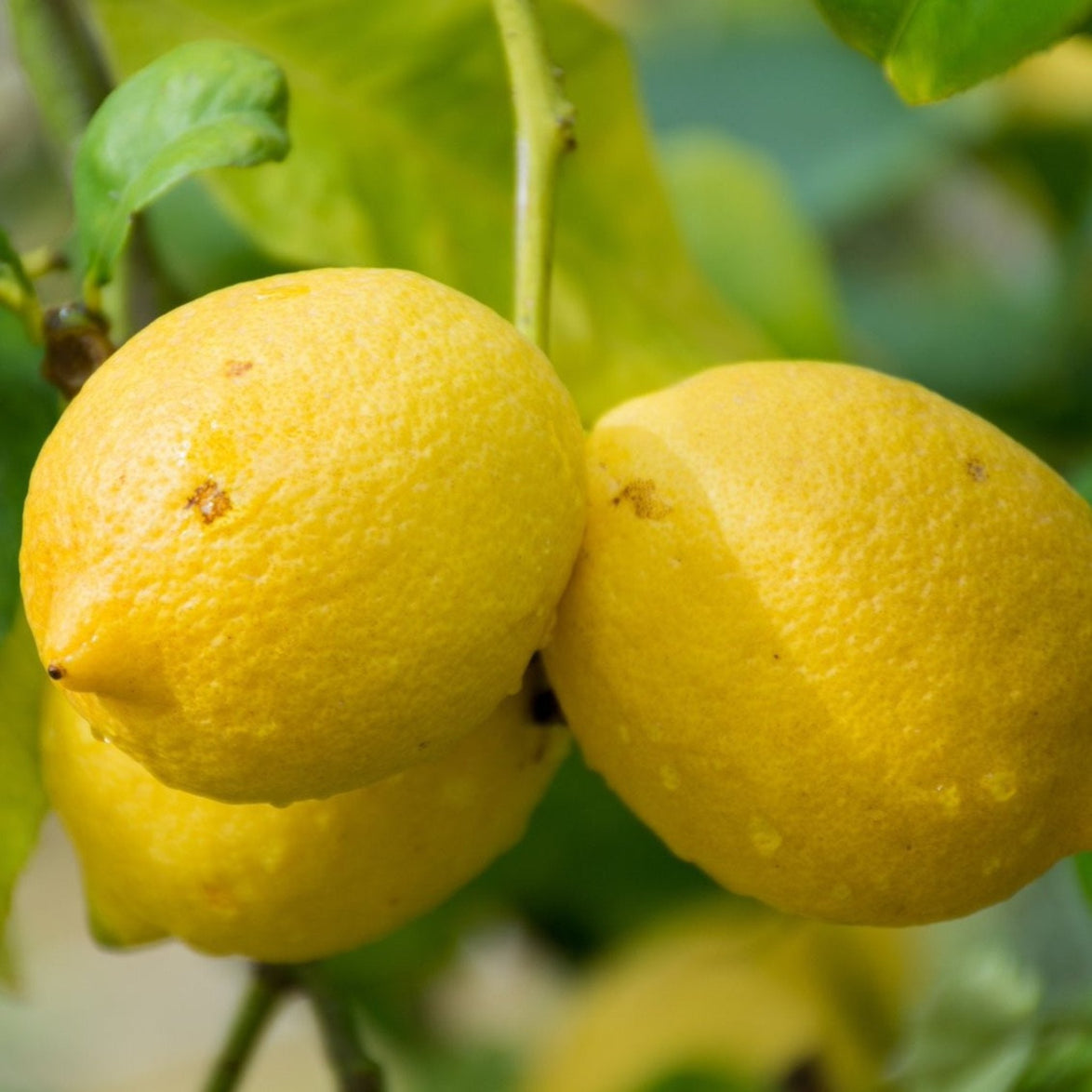 Genoa Lemon Tree – Juicy, Flavorful Lemons, Compact Size