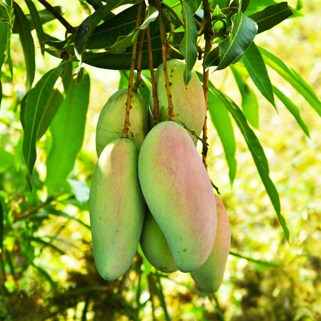 Glenn Mango Tree - NationwidePlants.com  