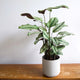 Calathea 'White Star' in a white ceramic pot on a wooden surface.