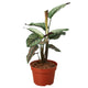Calathea 'White Star' in a small red plastic pot with upright variegated leaves.