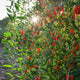 Goji Berry - NationwidePlants.com  