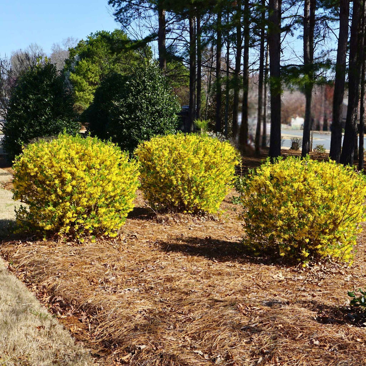 fertilizer for forsythia plants Lynwood Gold Forsythia Shrub