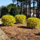 Lynwood Gold Forsythia Shrub