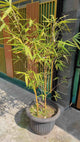 White golden goddess bamboo growing in a planter on a concrete walkway.
