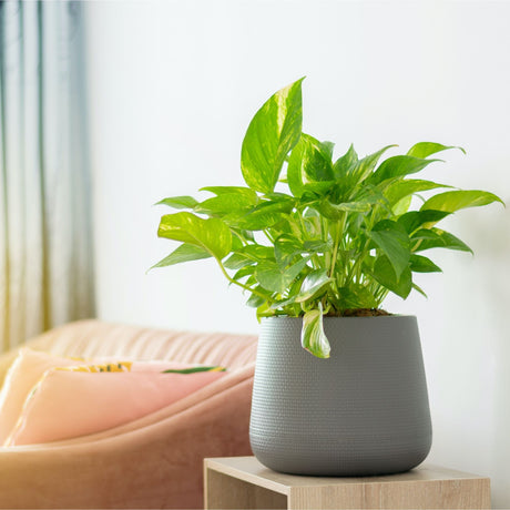 Golden Pothos in Living Room