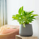 Golden Pothos in Living Room