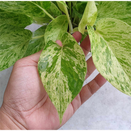 Golden Pothos Leaves