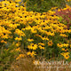 goldsturm black eyed Susan flowers growing in a controlled but wild hearted landscape.