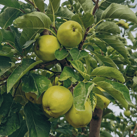 Granny Smith Apple Tree - NationwidePlants.com  