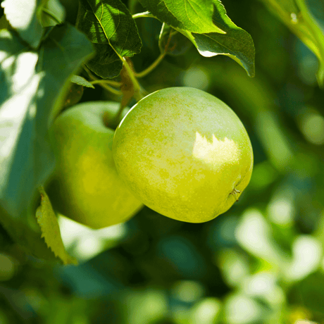 Granny Smith Apple Tree - NationwidePlants.com  