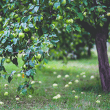 Granny Smith Apple Tree - NationwidePlants.com  